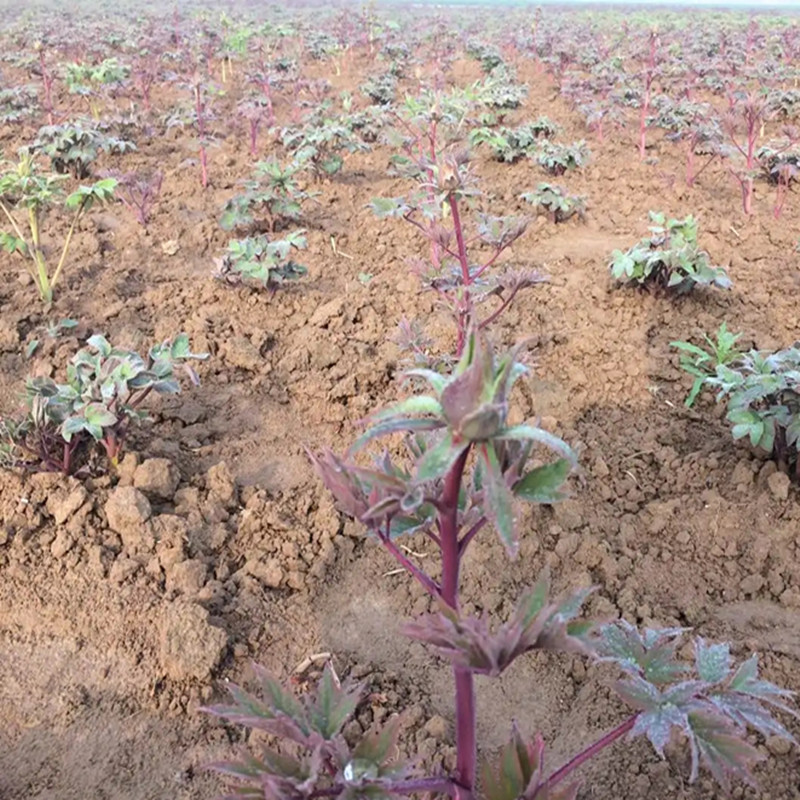 油用牡丹苗绿化牡丹苗种植基地牡丹苗供应