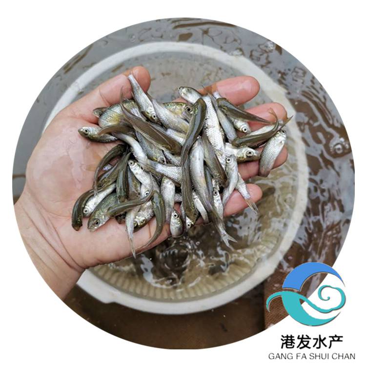 崇左鱼苗养殖场出售 求购鲩鱼苗5-6厘米 鱼塘养殖 抗病力强