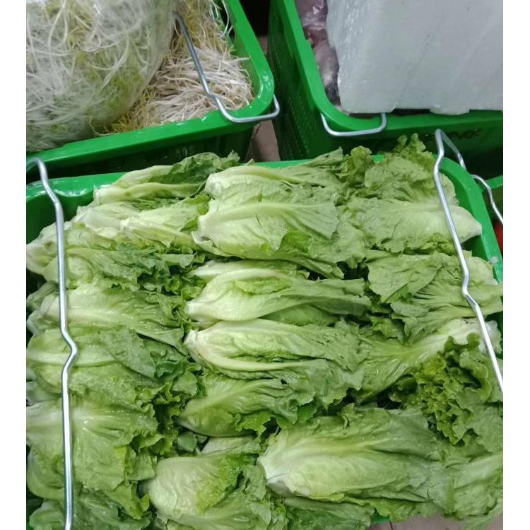 虎门肉菜批发食堂农产品配送公司 大型蔬菜批发市场 自有蔬菜种植基地