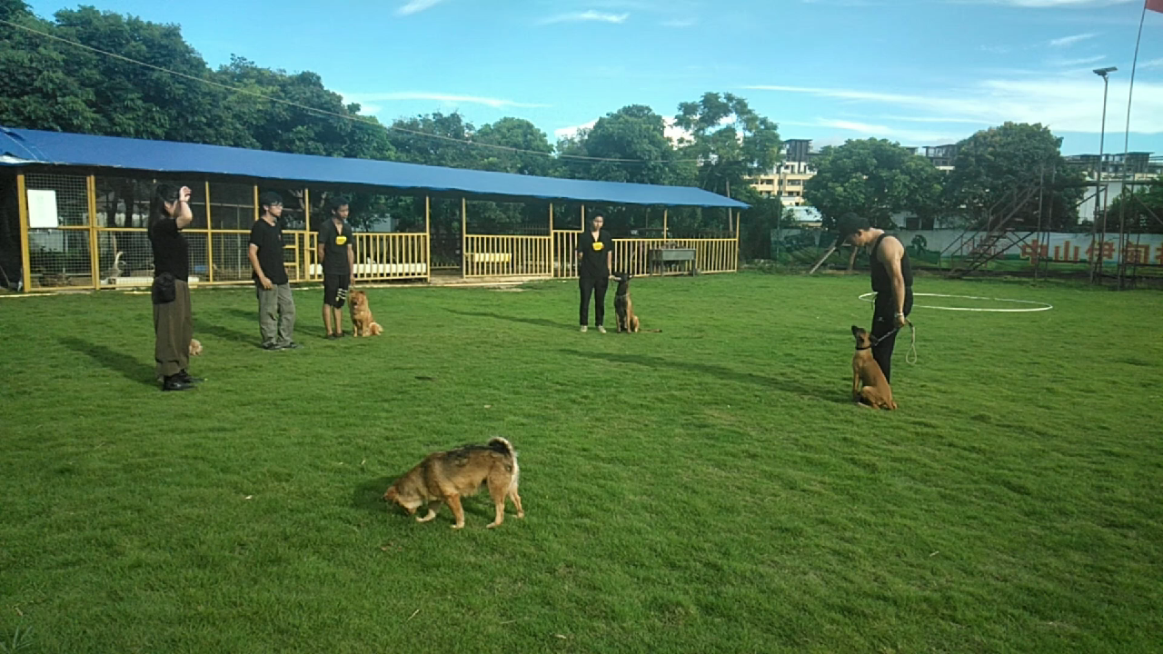 训犬学校在广东哪家较好-中山伊甸园训犬基地-广东省内上门接送