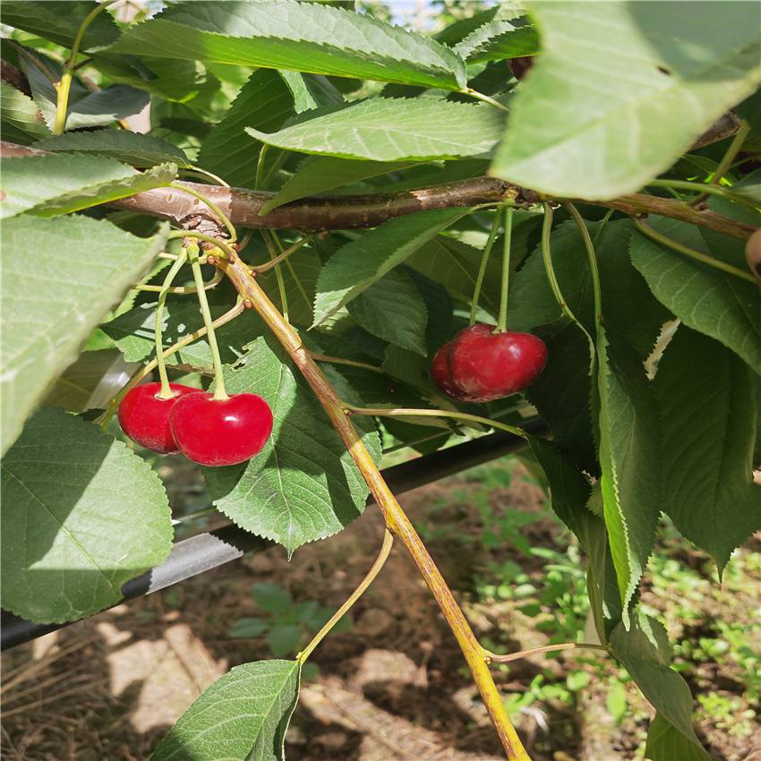 四公分格兰红瑞德樱桃树 中早熟品种果个大抗裂果 惠农农业