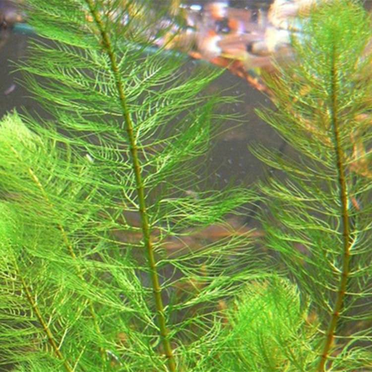 穗状狐尾藻 净化水质的沉水植物 适合河道 湖泊水生态治理工程
