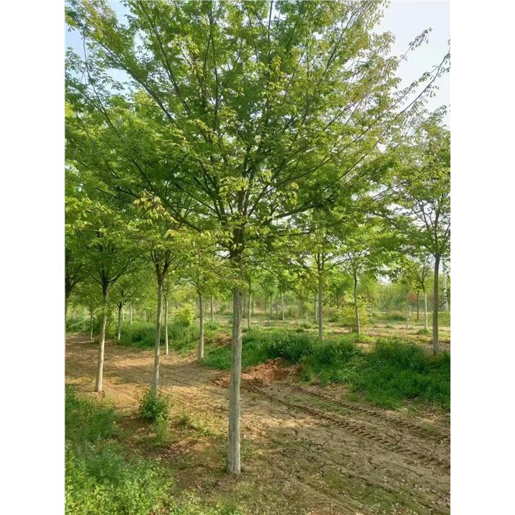 潍坊榉树种植基地