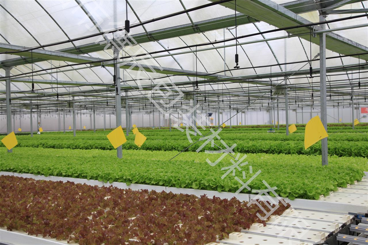 广州温室种植定植海绵厂家