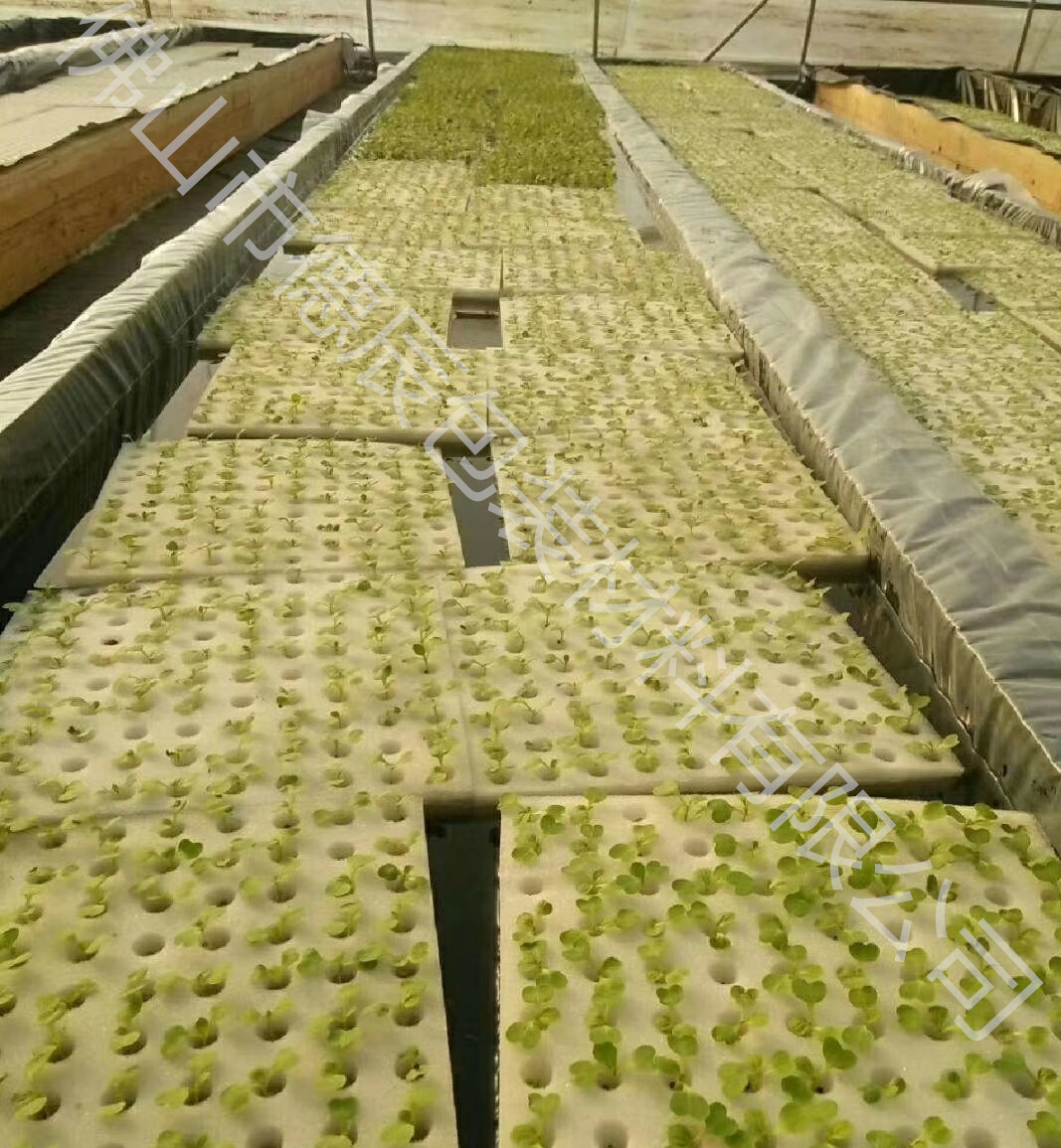 广州温室种植定植海绵厂家