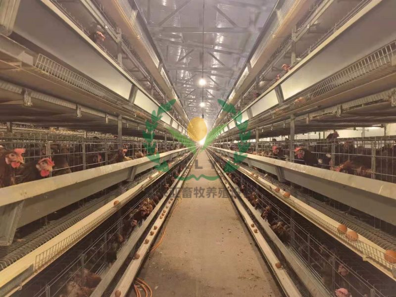 河南鸡笼厂 外贸鸡笼加工 出口鸡笼产品 养鸡设备