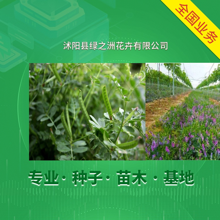 黄南改良土壤绿肥种子批发上市