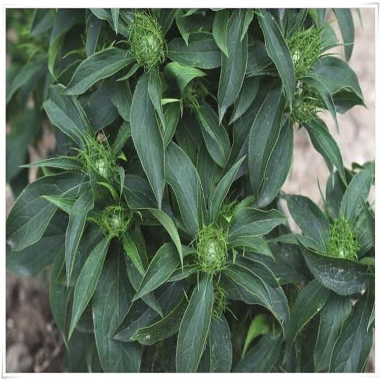 白术种植时间白术种子种植成本今年种植行情