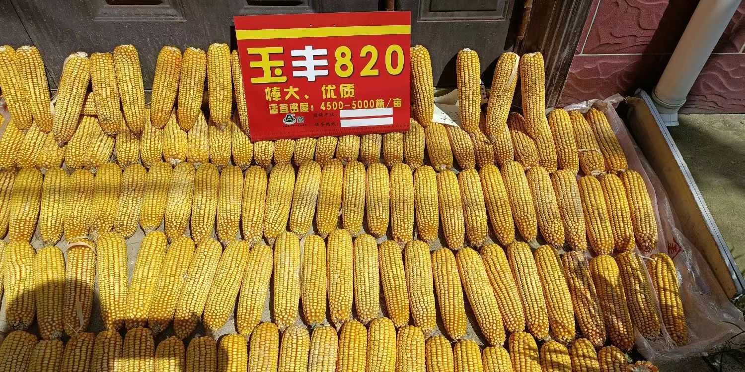 高产玉米新品种玉丰820