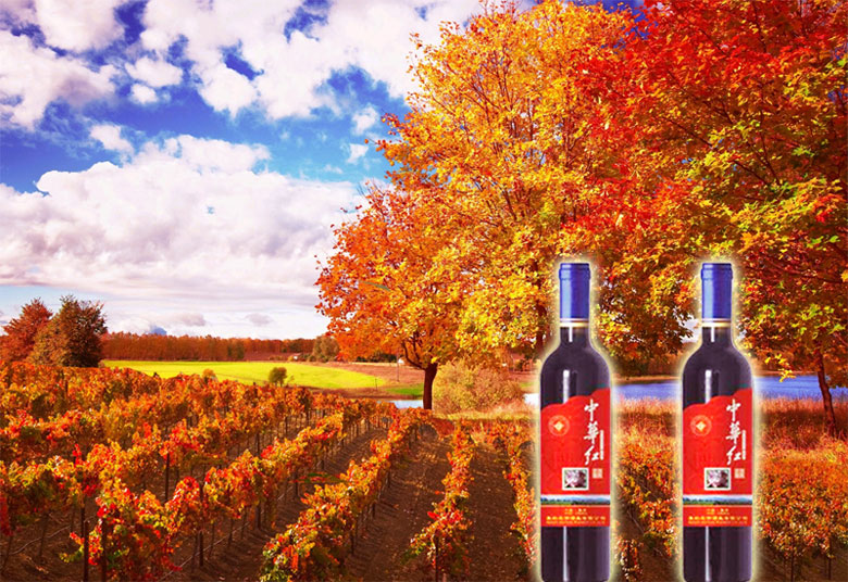 集安美的庄园红葡萄酒 集安美的庄园红冰葡萄酒
