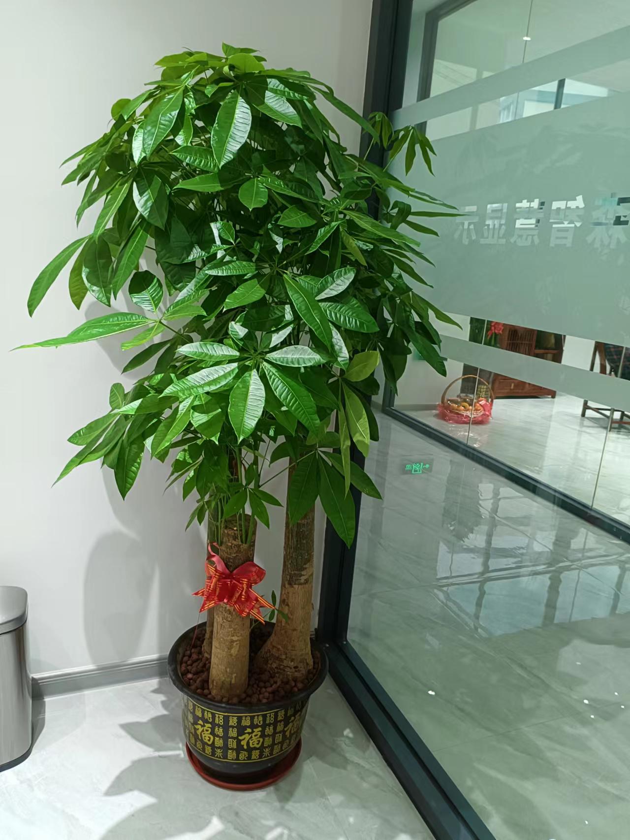 东莞办公室植物出租 发财树零售 金钱树出租