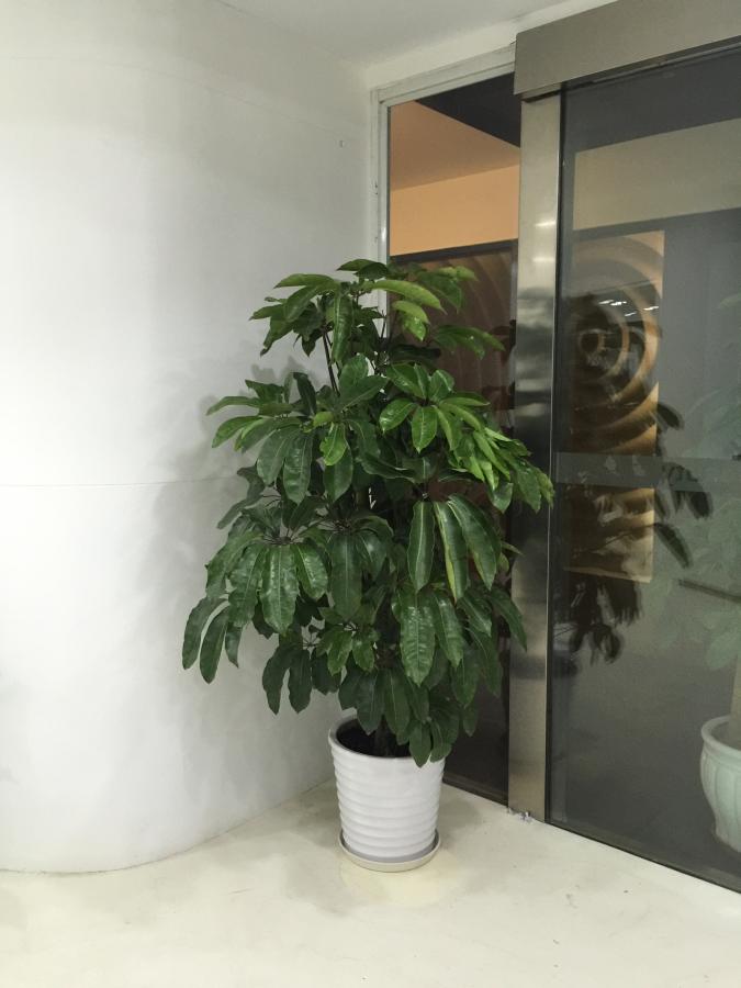 植物租赁植物销售植物养护家庭绿植养护