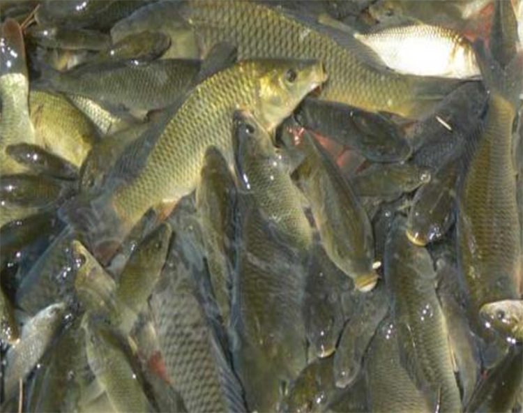 四川渝中魚(yú)塘評(píng)估