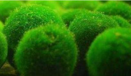 藻类植物检测，苏州藻类植物检测鉴定机构