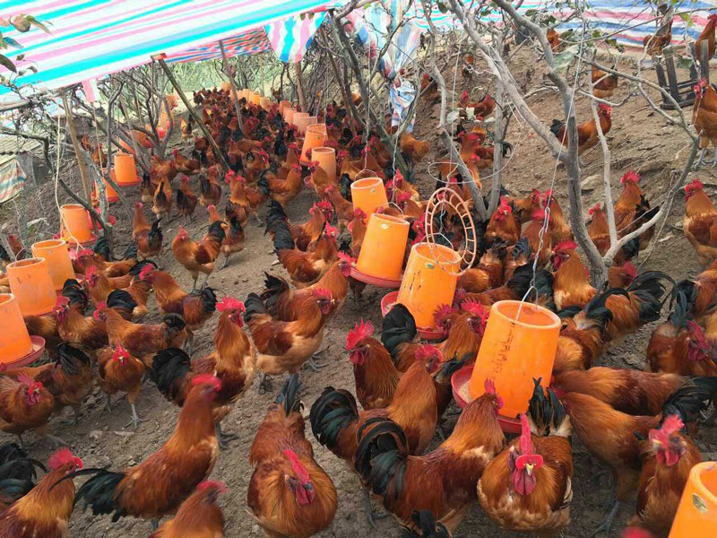 找重庆南川附近的鸡苗批发厂家 金山镇散养乌皮土鸡苗