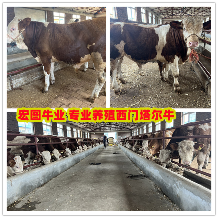 四五百斤的 西门塔尔四代母牛 出售