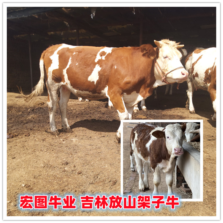 500斤 西门塔尔小母牛犊 的价钱