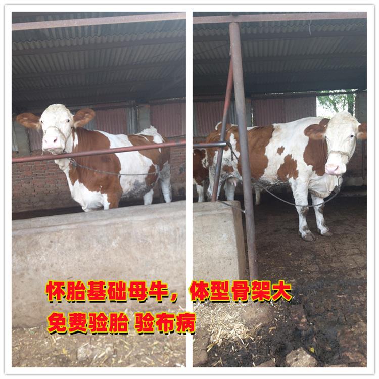 5个月的 西门塔尔基础母牛 出售