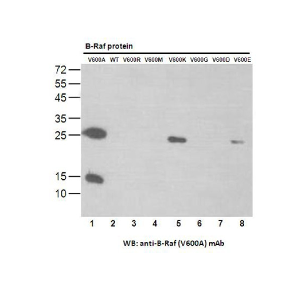 BRAF V600A 小鼠单抗/抗体资料更新/武汉费斯德生物