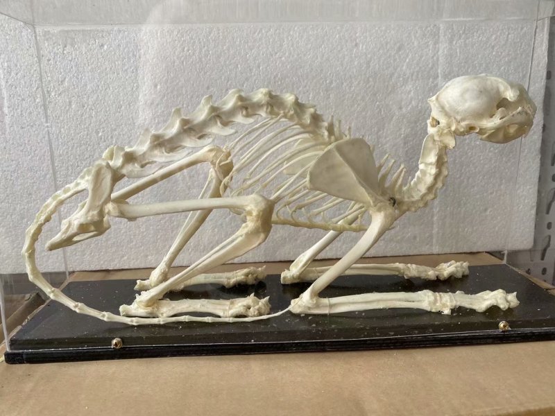 河南德教源头厂家直销生物标本动物标本各种骨骼标本铸型塑化标本