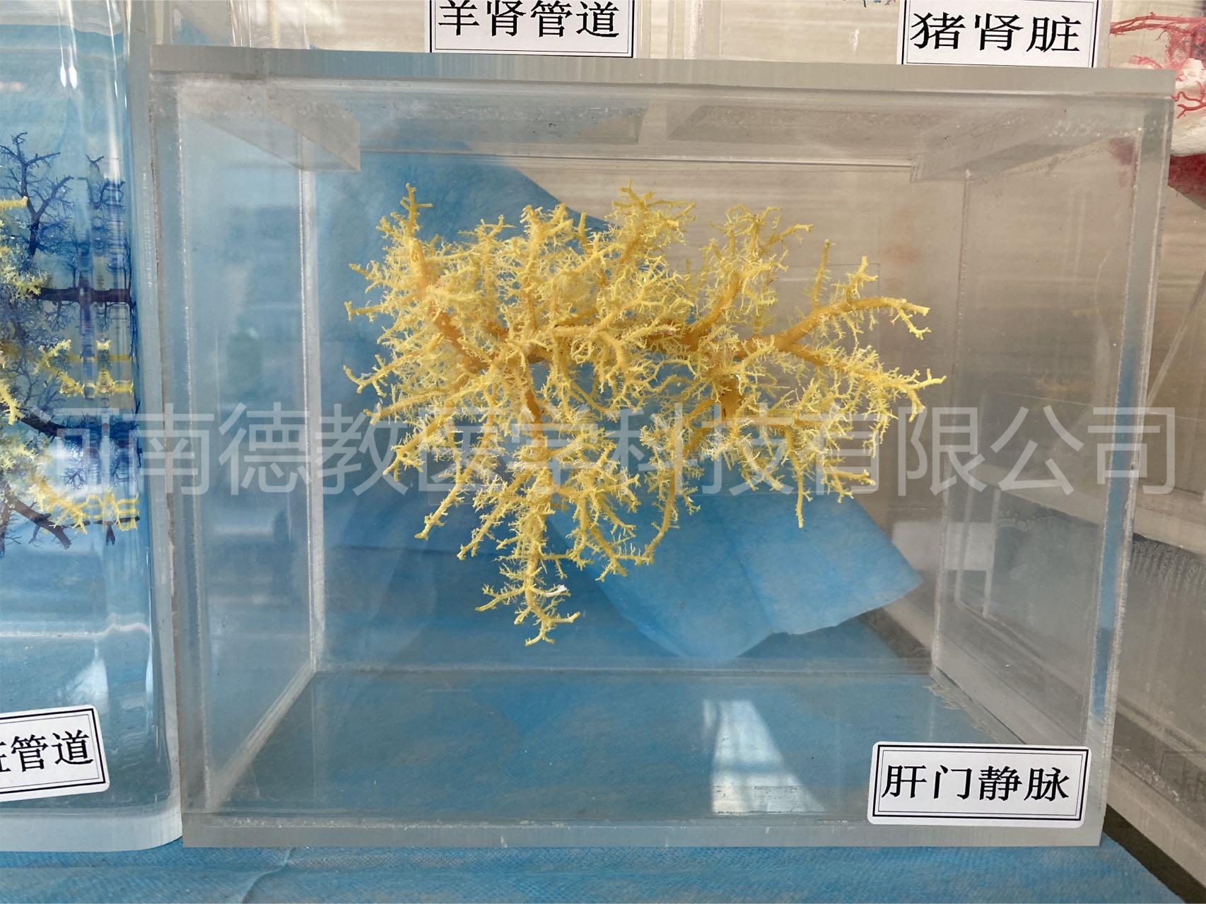 河南德教生物标本切片厂动物铸型标本血管铸型