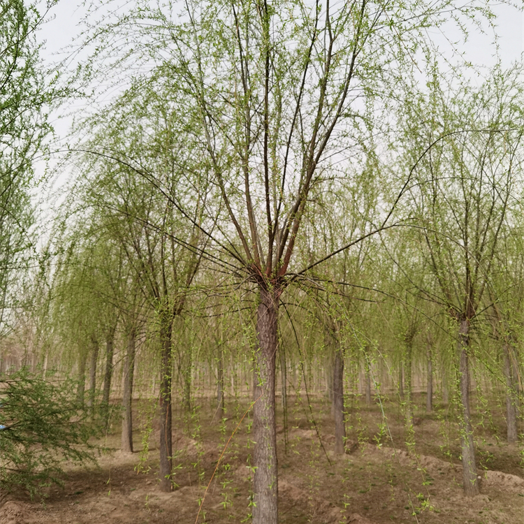 22公分柳树-金丝垂柳树