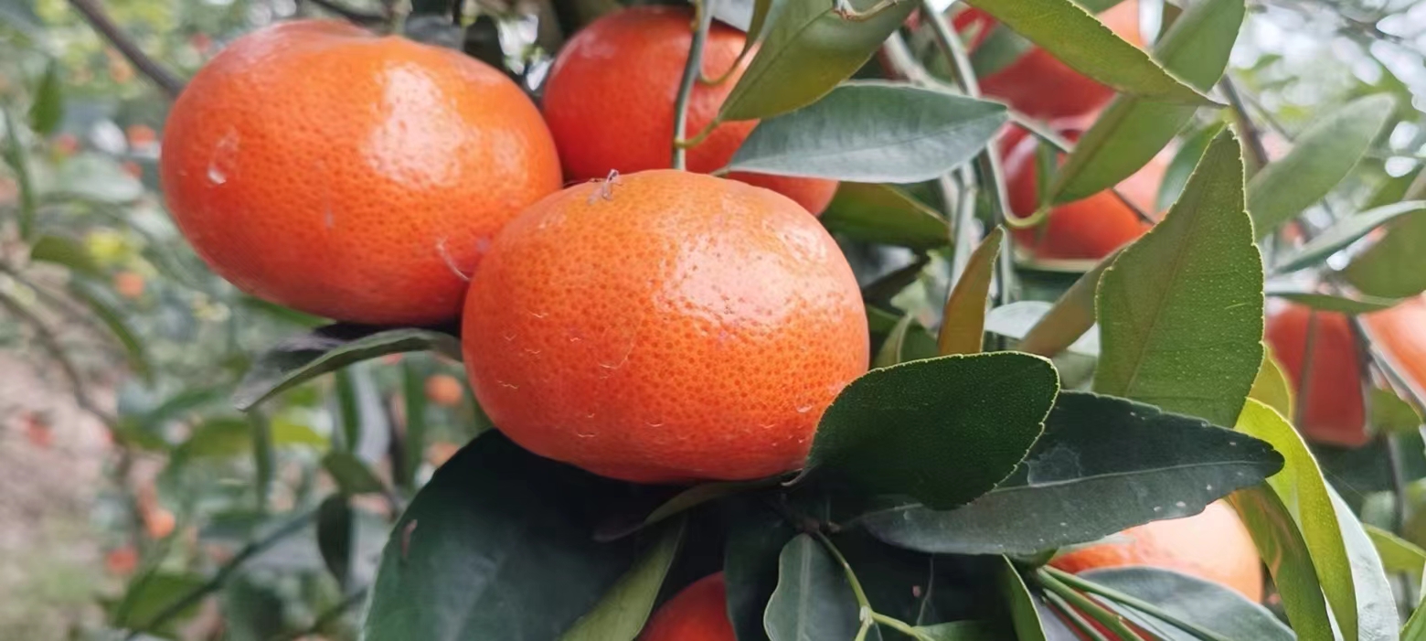 产地批发晚熟柑橘150万斤