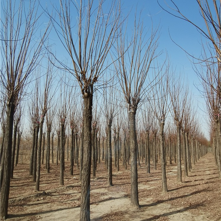 12公分香花槐基地,质量优良