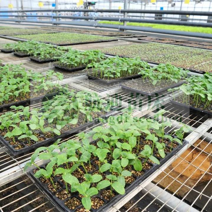 山东青州大棚 花卉蔬菜瓜果育苗架 辣椒草莓种植移动苗床