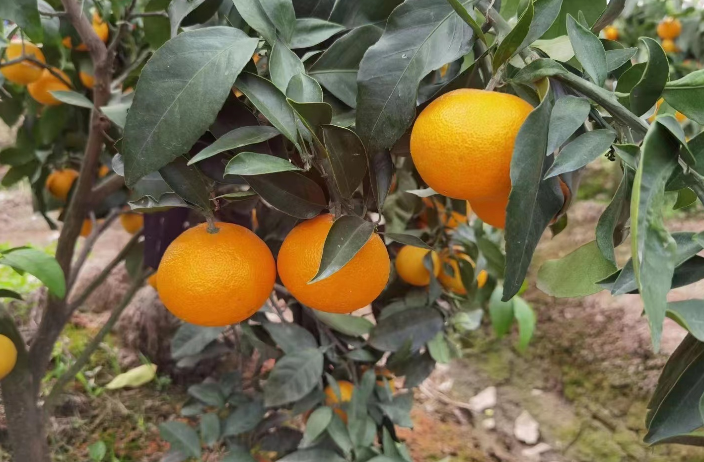 杭州橘苗种地企业 欢迎来电 台州兰欣果业供应