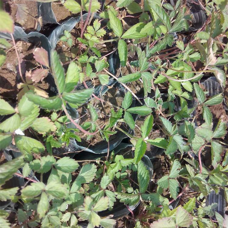 蛇莓杯苗 加仑盆苗批发 常绿速生绿化景观工程苗 春季赏花 夏季观果园林地被植物