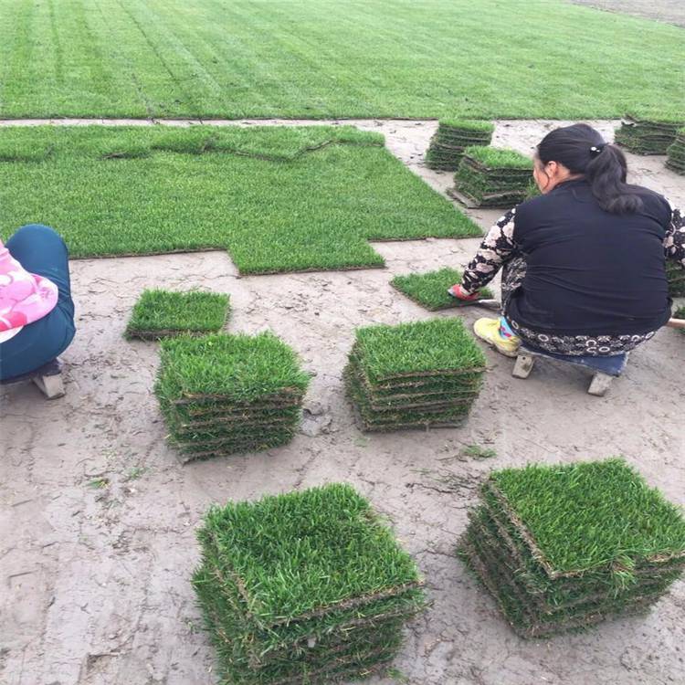 基地出售操场草坪用草马尼拉草坪草皮 耐践踏抗旱抗热 体育场运动场草坪 成长迅速 欢迎订购