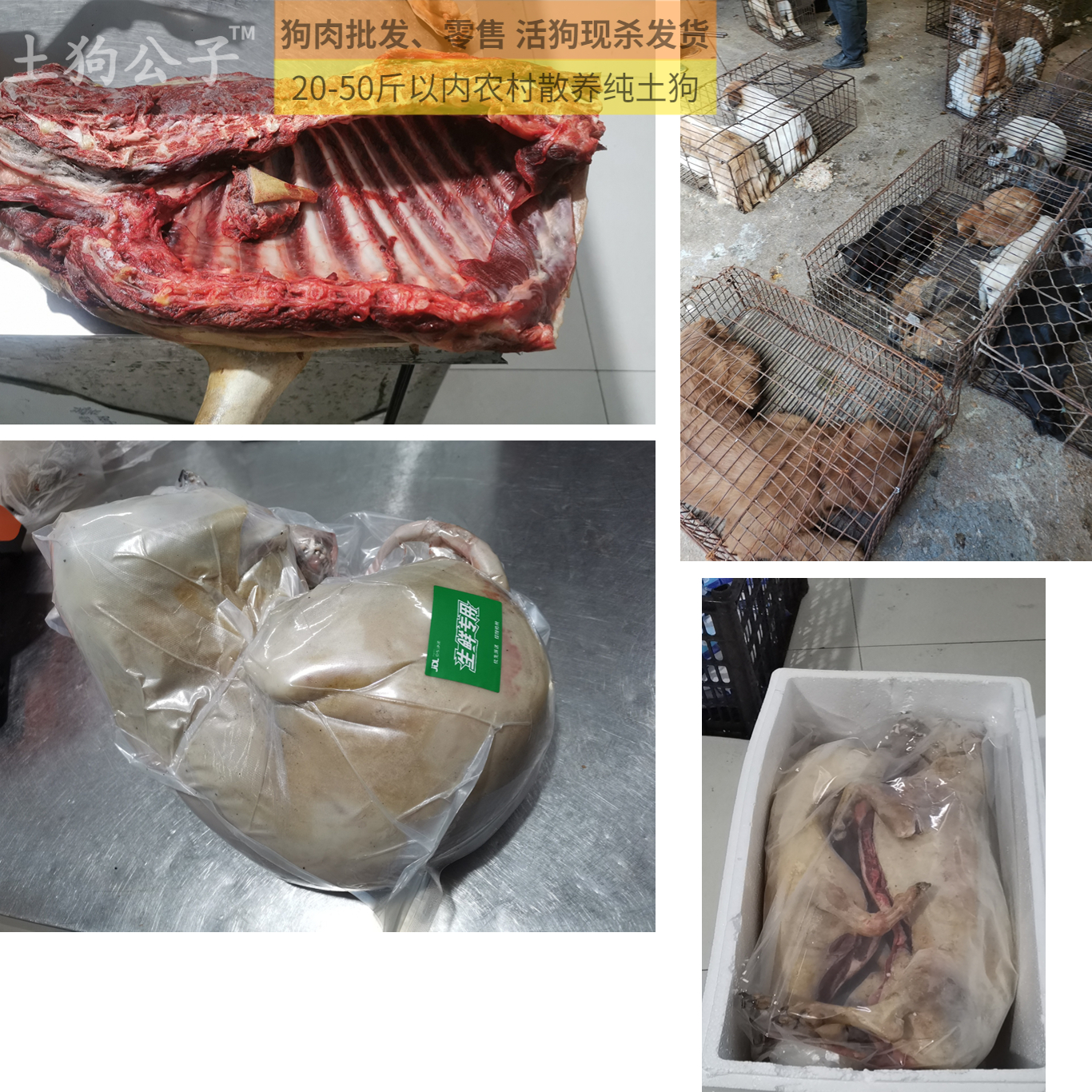 辽宁优质狗肉批发狗肉供应20-40斤白条狗肉