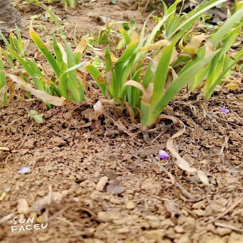 射干苗育苗步骤射干苗源头基地货源自产自销