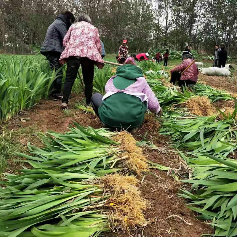 射干苗批发 射干种苗 种植基地