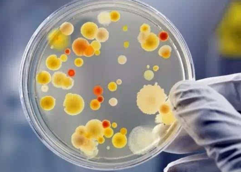 微生物菌落总数检测，环境微生物检测机构