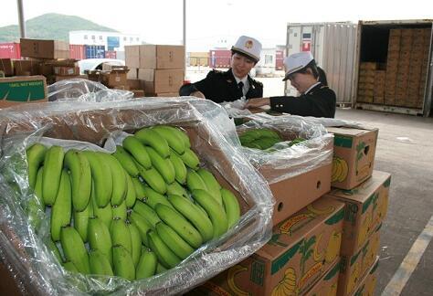 东南亚香蕉进口报关流程