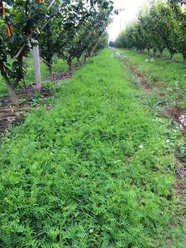 野豌豆果园种植