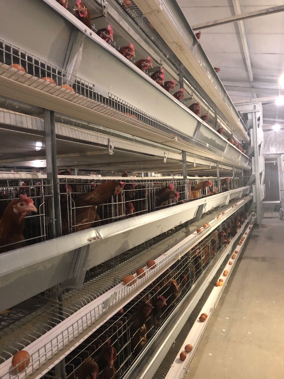 鸡笼厂供应层叠蛋鸡笼阶梯式鸡笼全自动清粪机价格