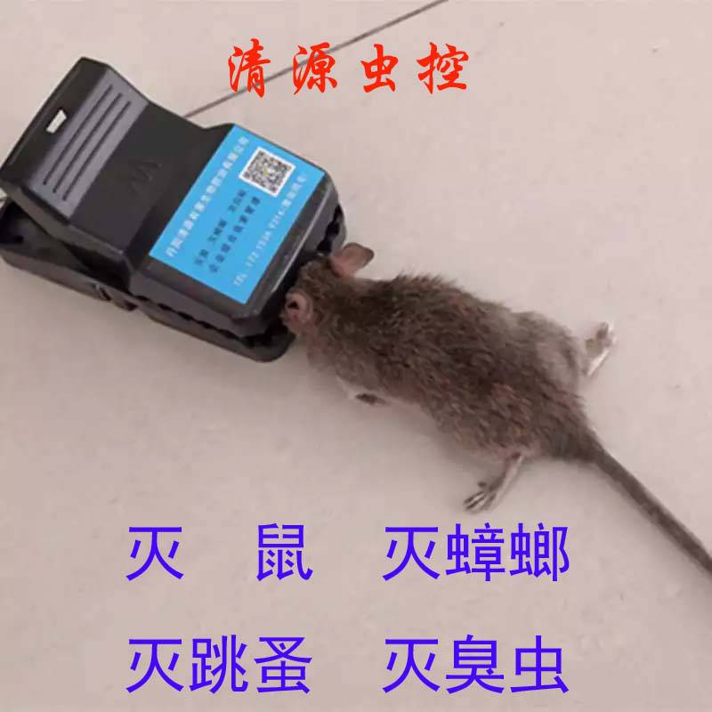清源虫控|镇江扬中灭老鼠公司 规范灭鼠杀虫 上门消杀