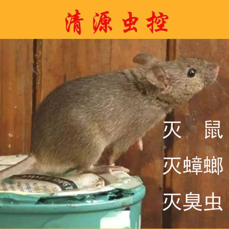 镇江丹阳本地灭老鼠公司教你怎么科学灭鼠 消杀公司 快速上门 清源虫控