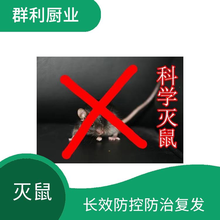 潍坊旅行社灭老鼠 减少发病率 降低环境卫生破坏率