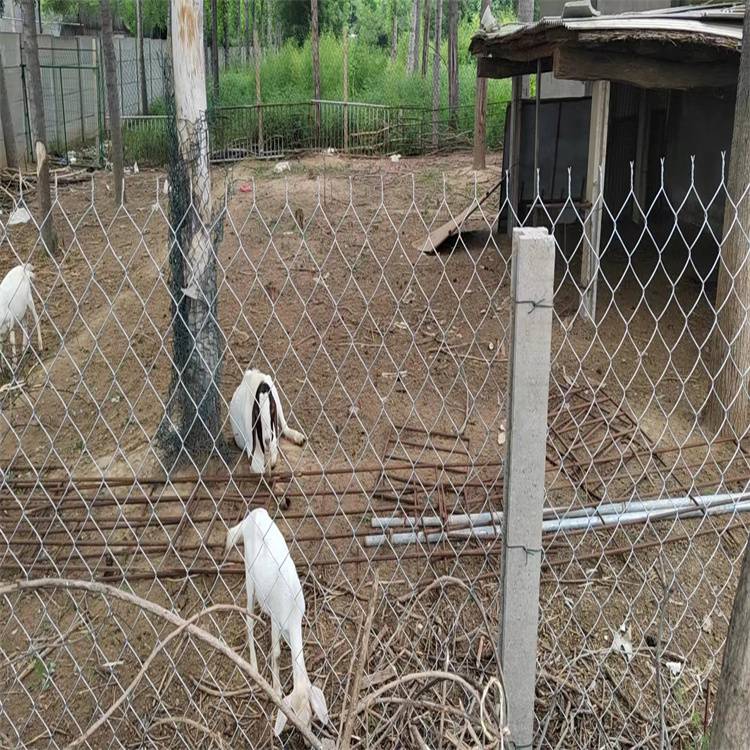家用养殖围栏网鸡鸭鹅 养羊镀锌菱形网 农田种植防护网