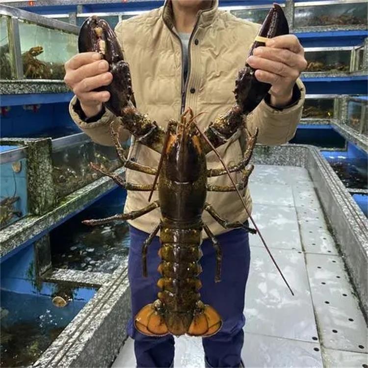 日本进口三文鱼报关服务公司|20年经验