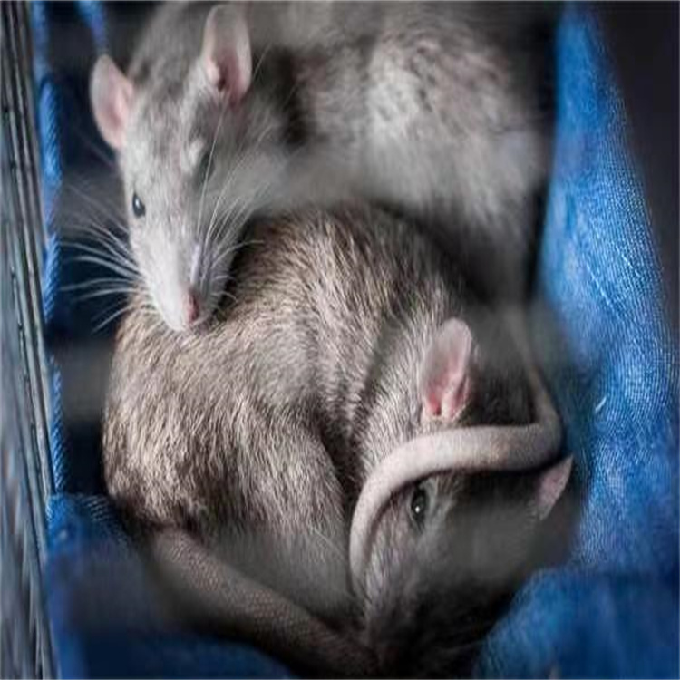 淄博上门灭老鼠服务 有害生物防治公司