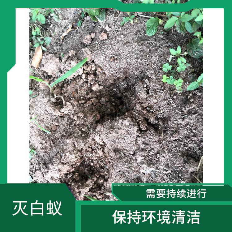 臺山市滅白蟻公司 滅蒼蠅 可定期檢查