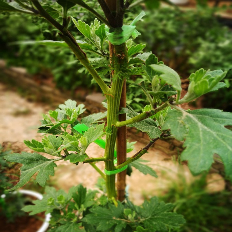 亳州伟乐种植公司菊花苗种植基地菊花苗供应