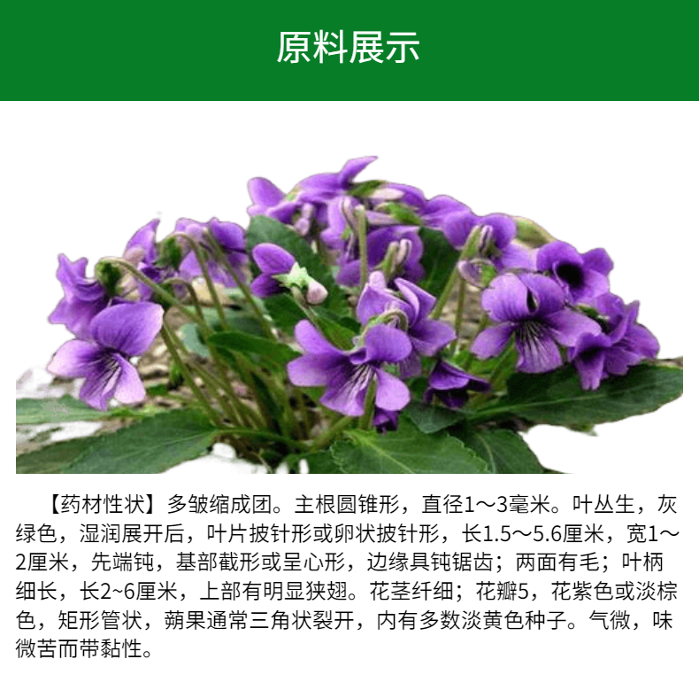 紫花地丁提取物 康骏生物 精细粉末 比例提取 可寄样
