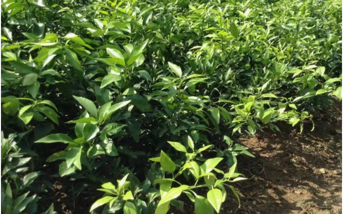 泰州柑橘苗生产厂家 服务为先 台州兰欣果业供应