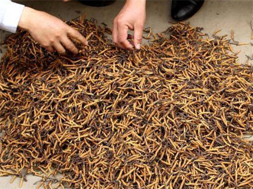 南海长期回收冬虫夏草-2.4根一克虫草回收价